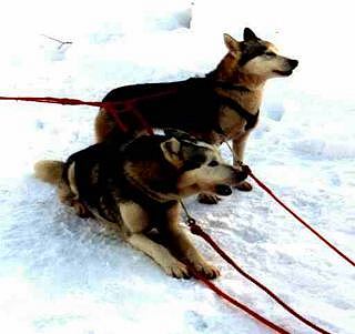 dogs from finland