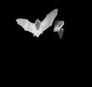 Bat sounds in modifying technique | Matthias Göttsche