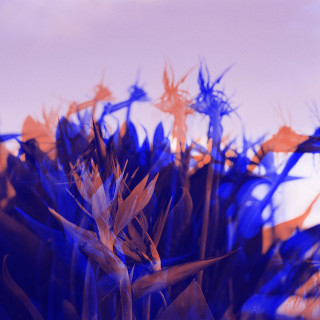 Affects and aesthetic speculations | Nicola Di Croce
