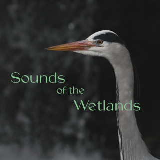 Sound of the Wetlands | Various artists