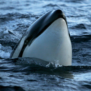 Marine mammals and fisch of Lofoten and Vesterålen recorded by oceansounds / Norway | Heike Vester