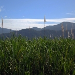 Sound Sites: Tropical Far North Queensland | David Prescott-Steed