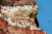 Helgoland | Lasse-Marc Riek