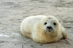 Helgoland | Lasse-Marc Riek