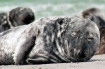 Helgoland | Lasse-Marc Riek