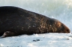 Helgoland | Lasse-Marc Riek