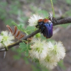 Amethyst Fruit Chafers (Leucocelis amethystina) mating