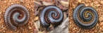 various Millipedes in defensive position (Diplopoda)