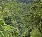 Secondary Forest with Citrus fields (near Syndicate reserve)