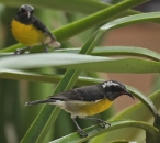  Bananaquit or sugarbird (Coereba flaveola) – Maybe the most common and noisy bird in the islands