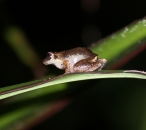 Lesser Antilles tree frog (Eleutherodactylus martinicensis)
