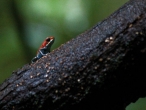 Poison dart frog 