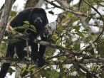 Mantled howler monkey 