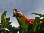 Scarlet macaw