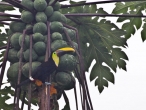 Swainson tucan